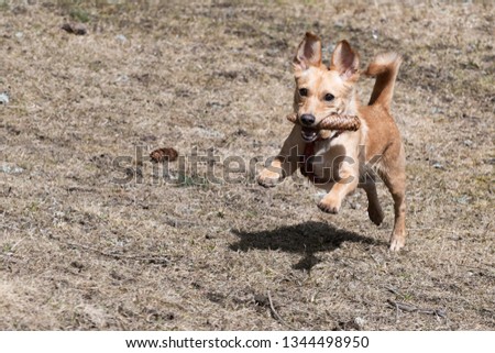 Cute little brown Rat Terrier Chihuahua mix dog running with conifer cone in its mouth on dry meadow grass. Pets, animal friend, play and dog obedience training concepts.