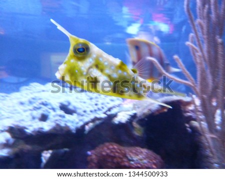 Pics from an aquarium