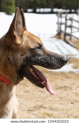 Side view closeup of belgian shepherd malinois dog in attentive position, sticking its tongue out. Pets, animal friend, sniffer dog and dog obedience training concepts.