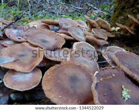 pictures of mushrooms
