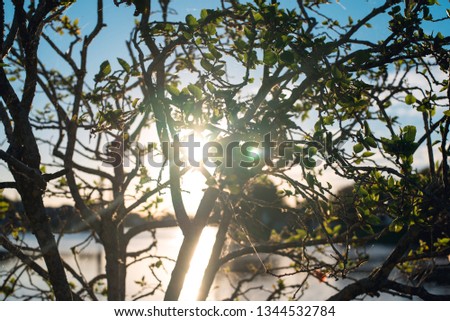 Sunburst sunrise through trees 