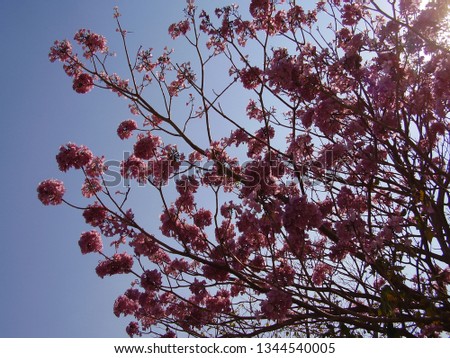 Pink Ipe tree in bloom against blue sky