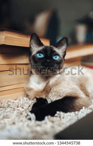 Lazy at a bookstore. Siamese cat in the library. Very clever and well-read. Famous poet and writer. Beautiful pet. Concept photo.