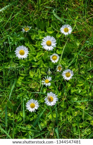 white spring flowers on natural green meadow background. nature