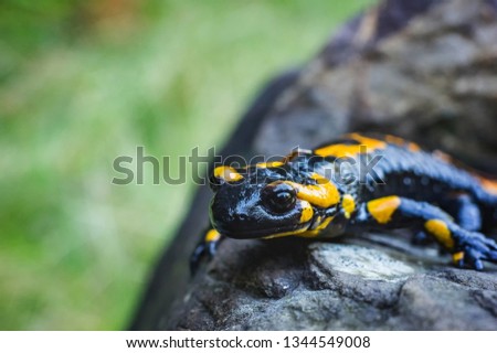 photo of spotted salamander near. yellow and black lizard