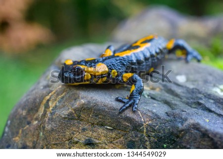 a bright spotted salamander climbs a gray stone. poisonous black and yellow lizard