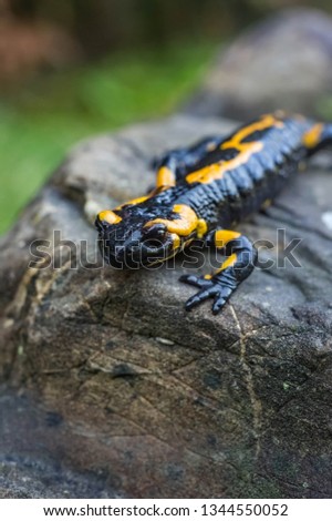 a spotted poisonous lizard crawling on a wet gray stone. salamander photo profile