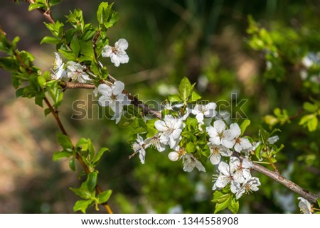 white spring flowers on natural green meadow background. nature