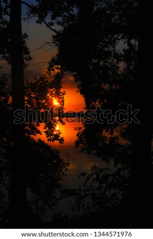 red sunset through tree leaves
