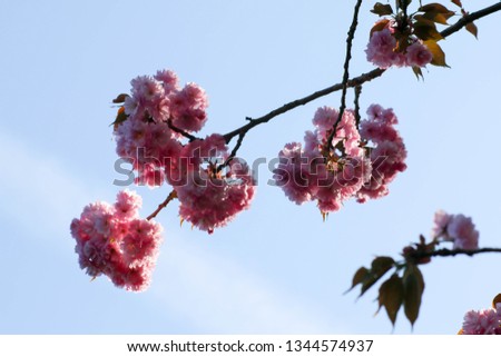 flowering sakura branches
