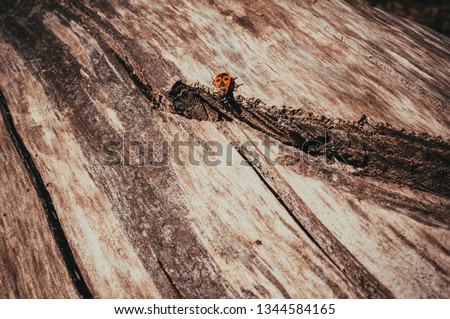 bedbug soldier on a log