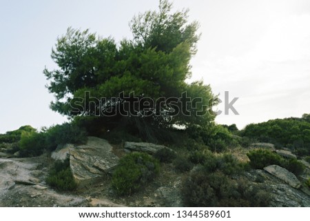 Lonely tree over a cliff covered with dry plants and roots in Greece