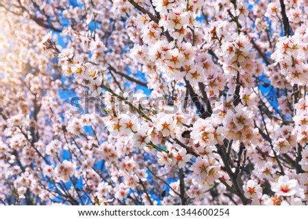 Cherry Blossom trees, Nature and Spring time background.