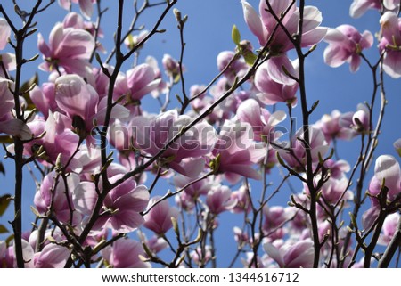 Beautiful flowers and the clear blue sky