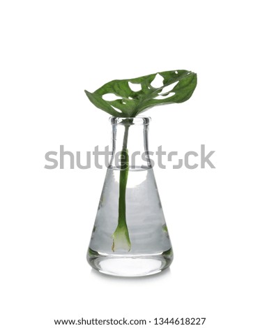 Flask with exotic plant isolated on white. Organic chemistry