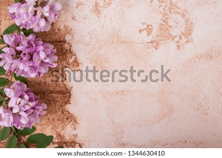 Acacia flowers on a concrete background, top view 