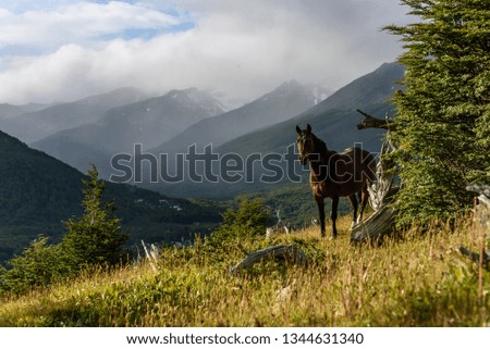 Wild horse standing on a sunny hillside in Cerro Alarken Nature Reserve, Ushuaia, Argentina
