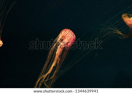 Vibrant picture of jellyfish