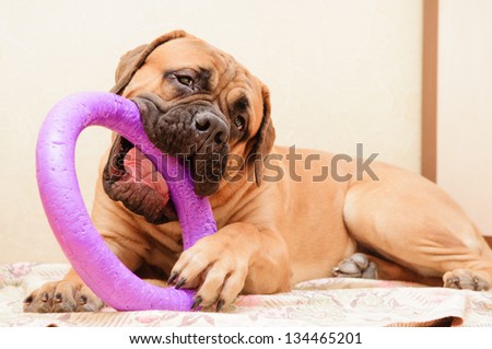 junior puppy bullmastiff lying on a rug in the house. 9 months age, Dog playing toy puller