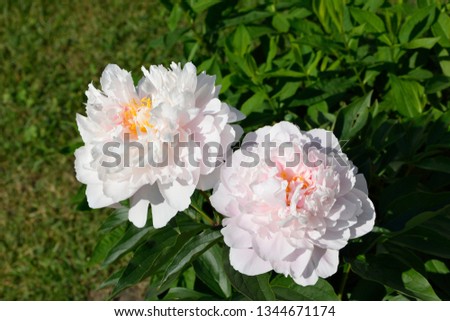Garden roses with leaves. 