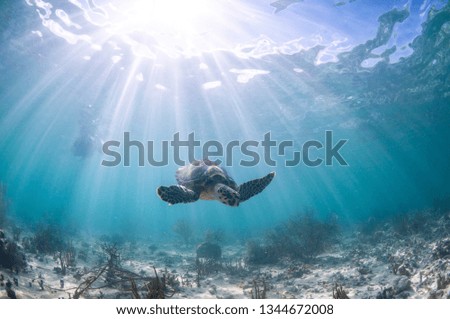 A Hawksbill sea turtle is swimming over a shallow reef on a sunny day in clear blue water with a Snorkeler in the background.