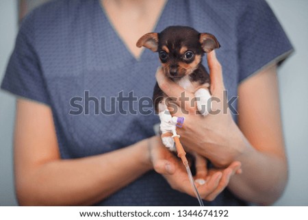 Little chihuahua doggy with a dropper in the hands of a veterinarian