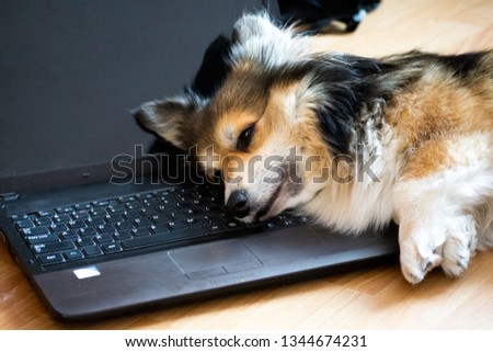corgi dog resting on a laptop