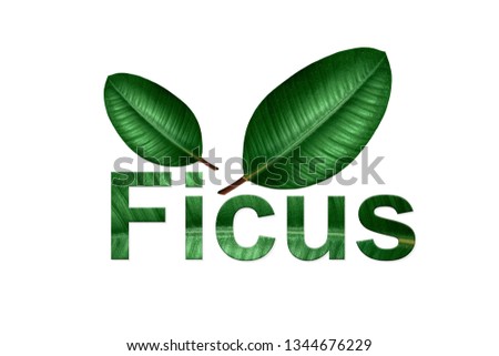 Ficus elastica logo, isolated