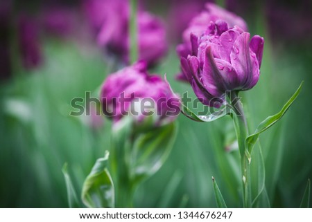 beautiful closeup tulips. natural background. picture with soft focus