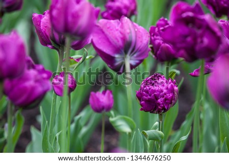 beautiful closeup tulips. natural background. picture with soft focus