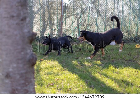 Appenzeller Mountain dog run with a Labrador mix puppy outdoors