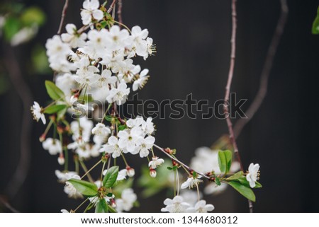 beautiful closeup flowering cherry . natural background. picture with soft focus