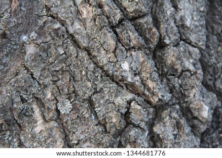 Highly detailed old oak tree bark texture, nature's background macro photo with bokeh, summertime.