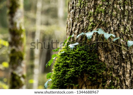 Beautiful forest in spring with growing plant and moss. Peaceful outdoor scene - wild woods nature. Desk Screen.