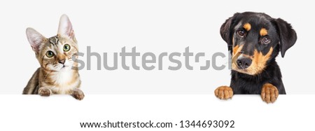 Closeup of cute puppy dog and kitten together hanging paws over blank white web banner or social media header