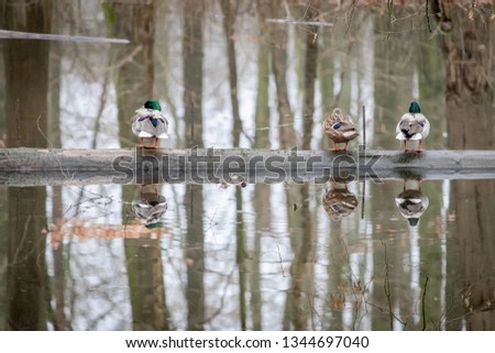 Winter landscape with three ducks standing on a timber in the lake with reflection on water, A group of wild ducks in the park.
