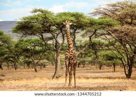 Giraffe surrounded by green trees in the environment of the Tarangire Nationalpark 