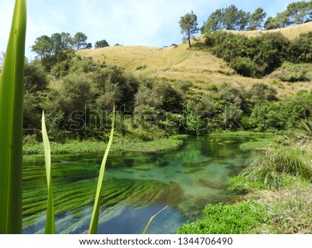 The fairy tail river Te Waihou in New Zealand