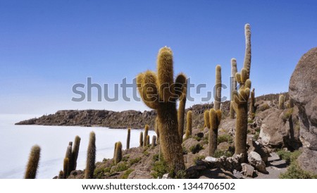 Road Trip Salar de Uyuni in Bolivia Salt Flats Island with Cactus