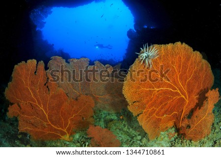 palau underwater image