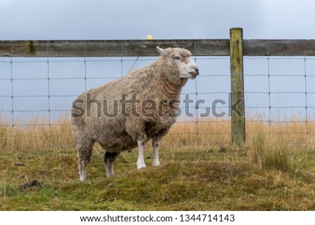 New Zealand Lamb on Green field