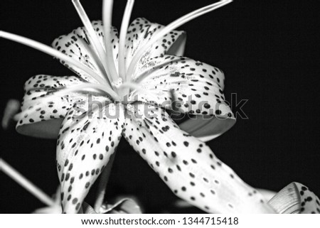 black and white tiger lily with dark background