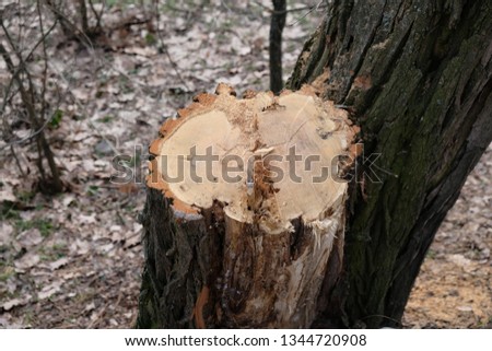 the stump of a tree in the forest in winter