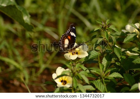 white yellow flower with butterfly