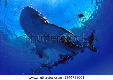 whale shark in Oslob philippines