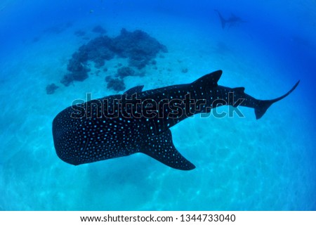 whale shark in Oslob philippines
