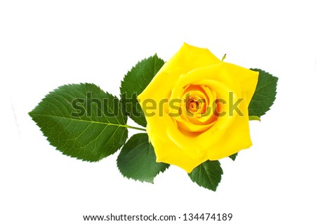 yellow rose isolated on a white background