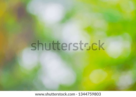 The Natural green blurred background. Abstract blurred backdrop of bokeh light burst and textures. 