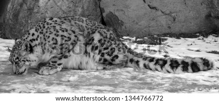 The snow leopard is a large cat native to the mountain ranges of Central and South Asia. It is listed as endangered on the IUCN Red List of Threatened Species