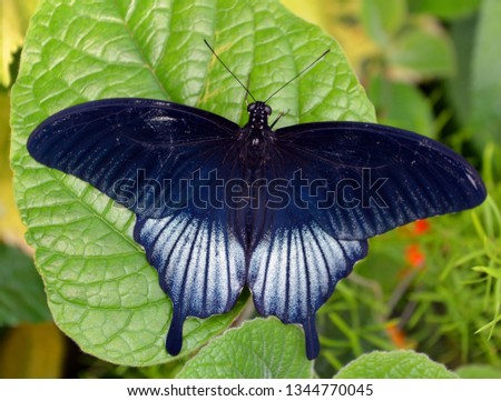 Papilio polytes, the common Mormon, is a common species of swallowtail butterfly widely distributed across Asia.